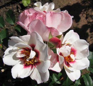 kleiner schmetterling klein.jpg