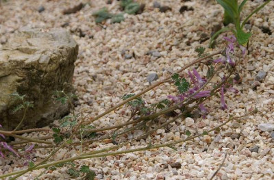 Corydalis_spec._kriechend.JPG