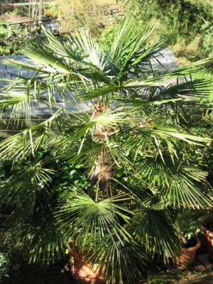 PALME_MI_0111.jpg