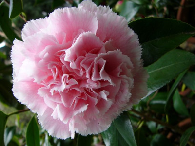 Garten_013.jpg
