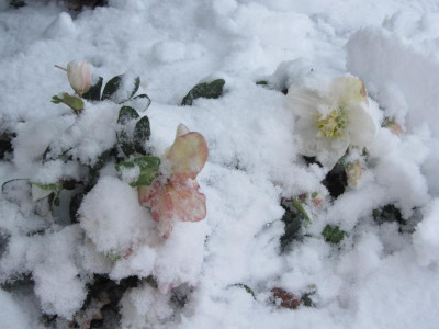 Helleborus im Schnee IMG_7243.jpg