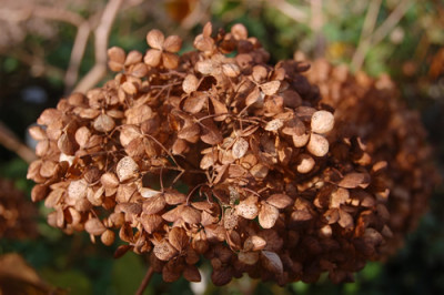 Waldhortensie_Annabelle_S_0099_89.jpg