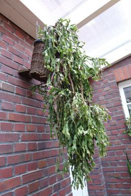 Schlumbergera x buckleyi1 - 13.1.2017.jpg