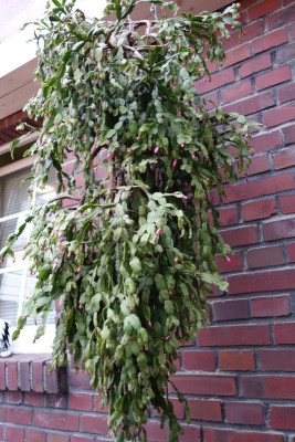Schlumbergera x buckleyi2 - 13.1.2017.jpg