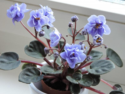 DSCN6333.JPG