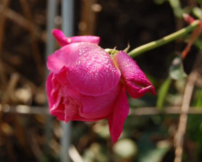 Sophies_Perpetual_RH_0157_95.jpg
