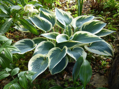2016-05-21 Hosta 'El Nino'.jpg
