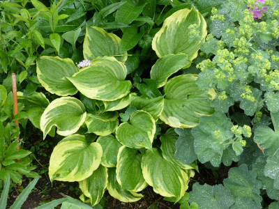 2016-06-01 Hosta ventricosa 'Aureomarginata'.jpg
