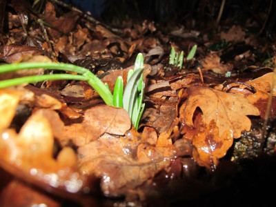 Galanthus 13.1.17 ue.JPG