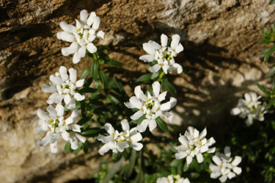 Schleifenblume_S3_0177_89.jpg