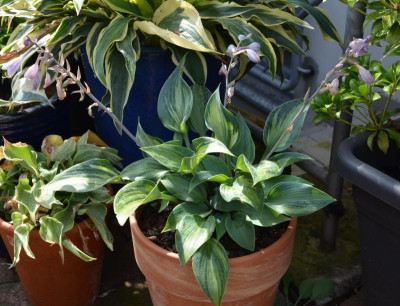 Hosta-TeachersPride.16-2.jpg