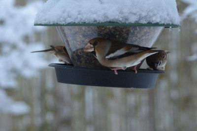DSC_0605.jpg