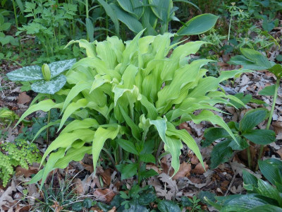 2016-05-11 Hosta 'Curly Fries'.jpg