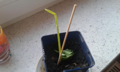 IMG-20170114-WA0001.jpeg