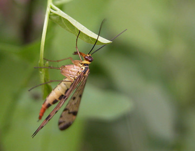 fliegtier_seitenansicht.jpg