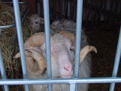 vielAnsgarwenigSina.JPG