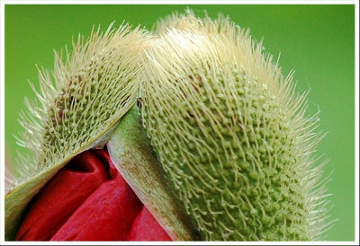 Papaver_6_02-06-2006.jpg