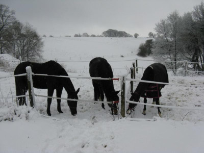 vogel 004_1067x800.JPG