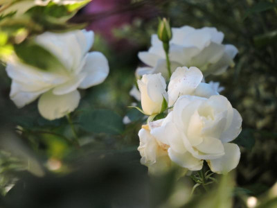 DSCN5629.JPG