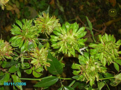 rosa_viridiflora.jpg