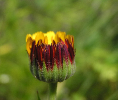 Calendula-Serie-1.jpg