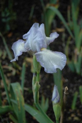 A1068_Large.JPG