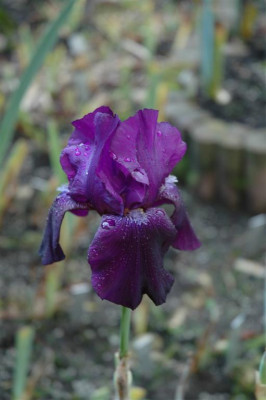 A1069_Large.JPG