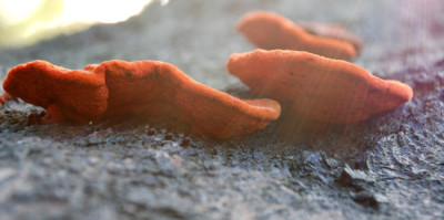 roter-Baumpilz-k.jpg