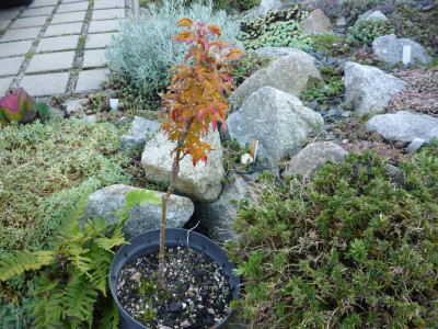Acer palmata „ Snirhigashi „ .JPG