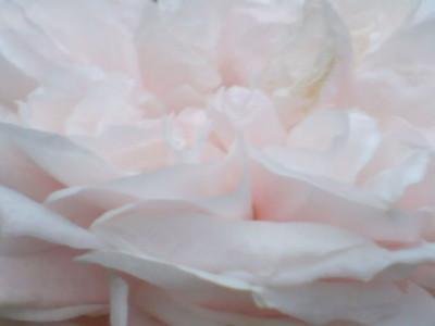 sdm_ihre_farbe_und_textur_der_petalen.JPG