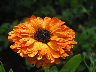 Calendula-Serie-2.jpg