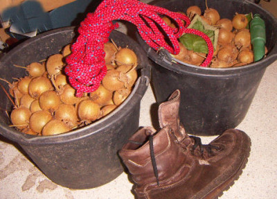 Kiwi_im_Eimer_PICT5285.jpg