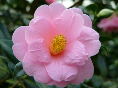 Garten_267.jpg