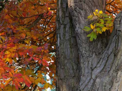 2006_Karlsruhe-fieberbaum-1.jpg