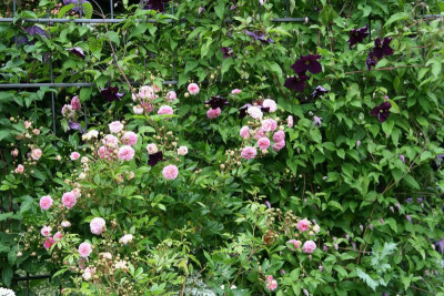 Rose Pink Gislaine de Felingonde0916.JPG