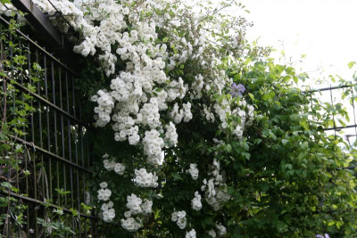 Rose Cilli-Rose0316.JPG
