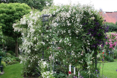Rose Unschuld0116.JPG
