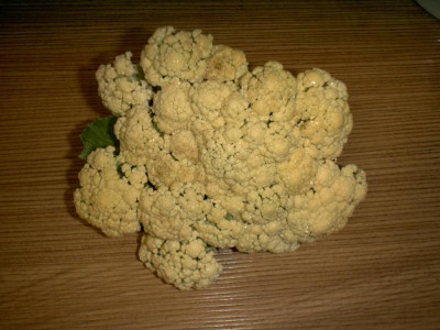 blumenkohl_ernte_800.jpg