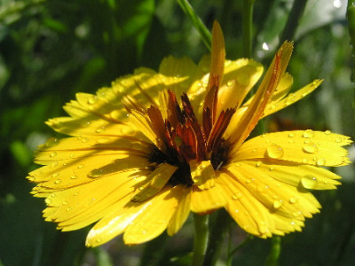 Calendula-Serie-3.jpg