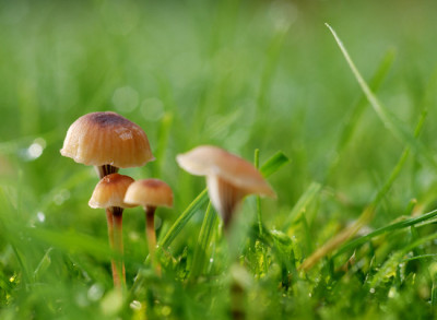 Pilzchen-im-Rasen_DSLR-Makr.jpg