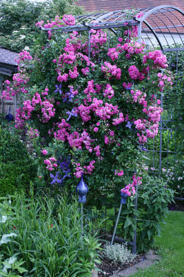 Rose Super Dorothy1611b.jpg