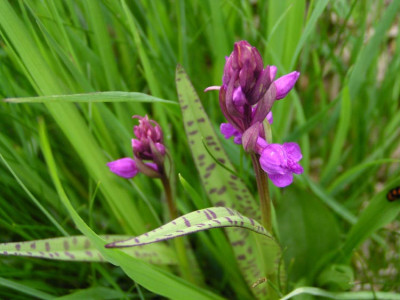 Dactylorhiza_lapponica01.jpg