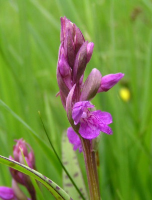 Dactylorhiza_lapponica02.jpg