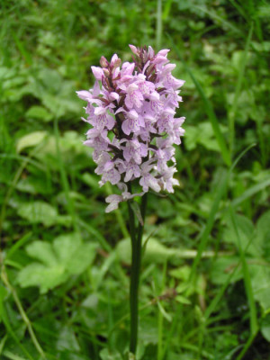 Dactylorhiza_maculata_ein_staengel.jpg