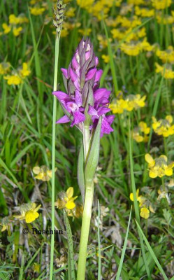 Dactylorhiza_lapponica.JPG