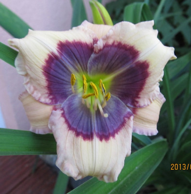 IMG_2497CBP small.jpg