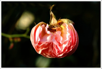 Rosa_Eden_1_10-11-2006.jpg