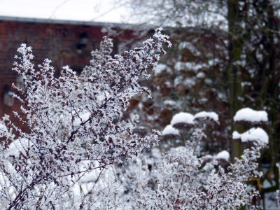 2017-01-18 Gartenimpressionen 1.jpg