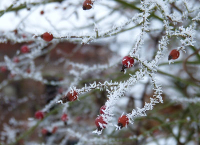 2017-01-18 Gartenimpressionen 2.jpg