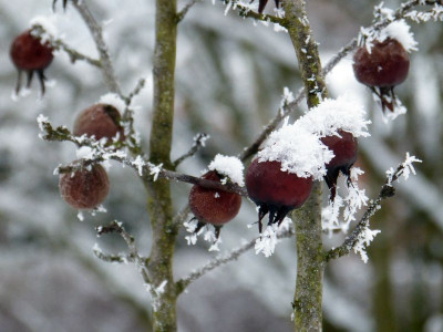 2017-01-18 Gartenimpressionen 3.jpg